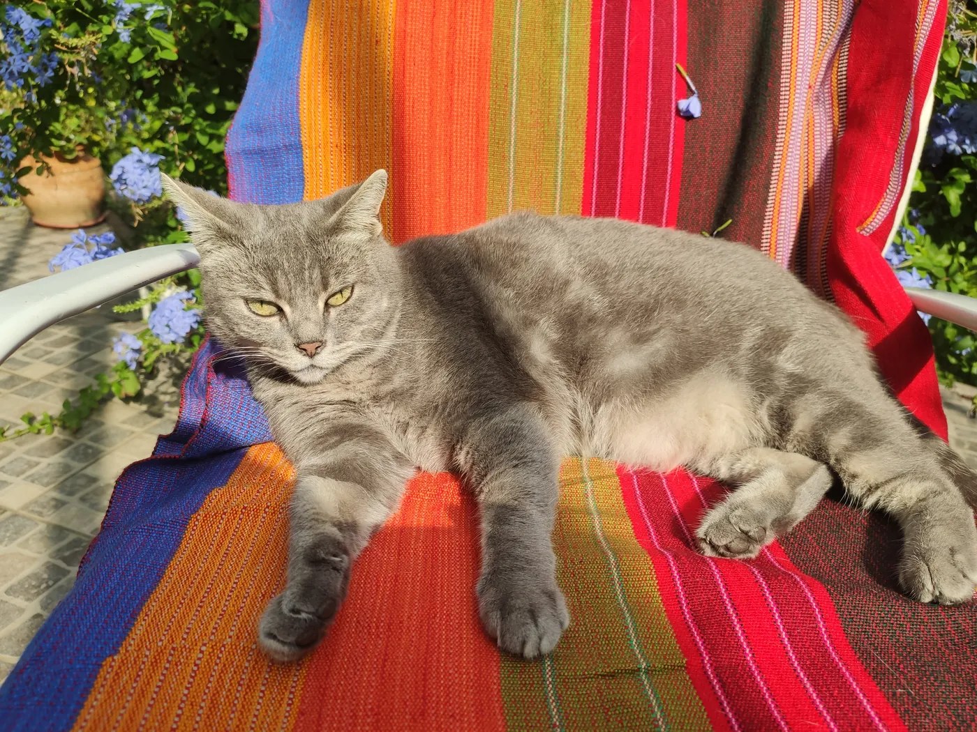 Un chat gris étendu sur un fauteuil coloré